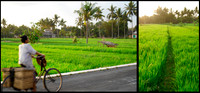IndoPaddy